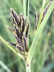 Cyperus rigidifolius
