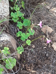 Oxalis bowiei