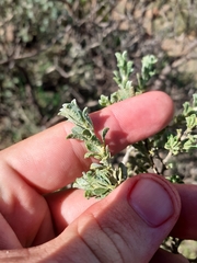 Psoralea velutina