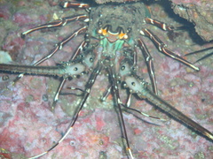 Panulirus gracilis