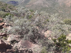 Psoralea velutina