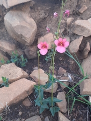 Diascia capsularis