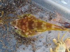 Diplocrepis puniceus