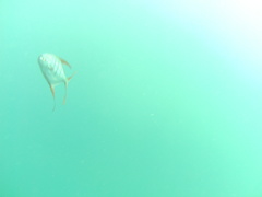 Trachinotus rhodopus