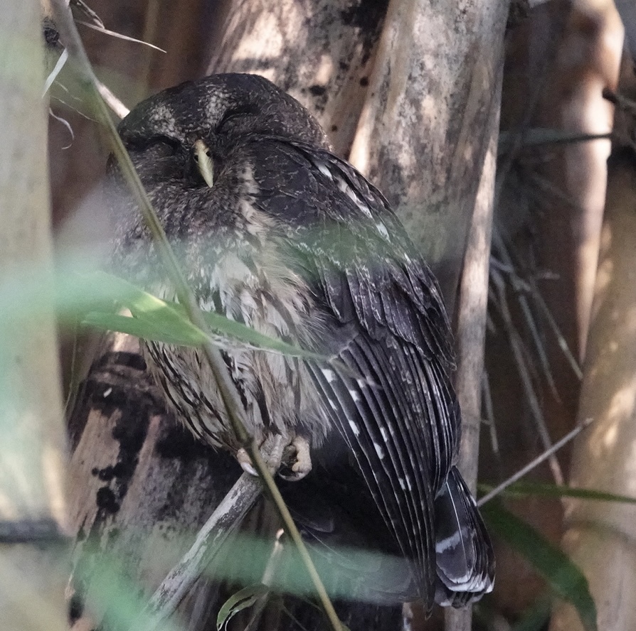 Mottled Owl (Strix virgata), photo 7