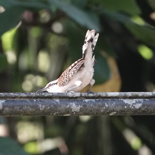 Rufous-backed Wren (Campylorhynchus capistratus), photo 3