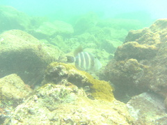 Pseudobalistes naufragium