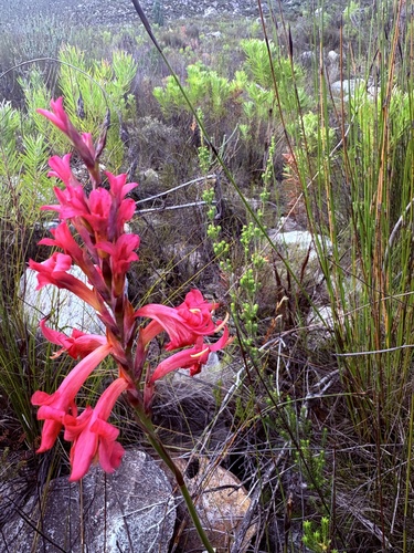Karkar Reedpipe (Tritoniopsis antholyza)