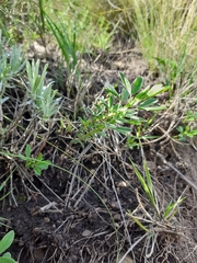 Indigofera cuneifolia cuneifolia