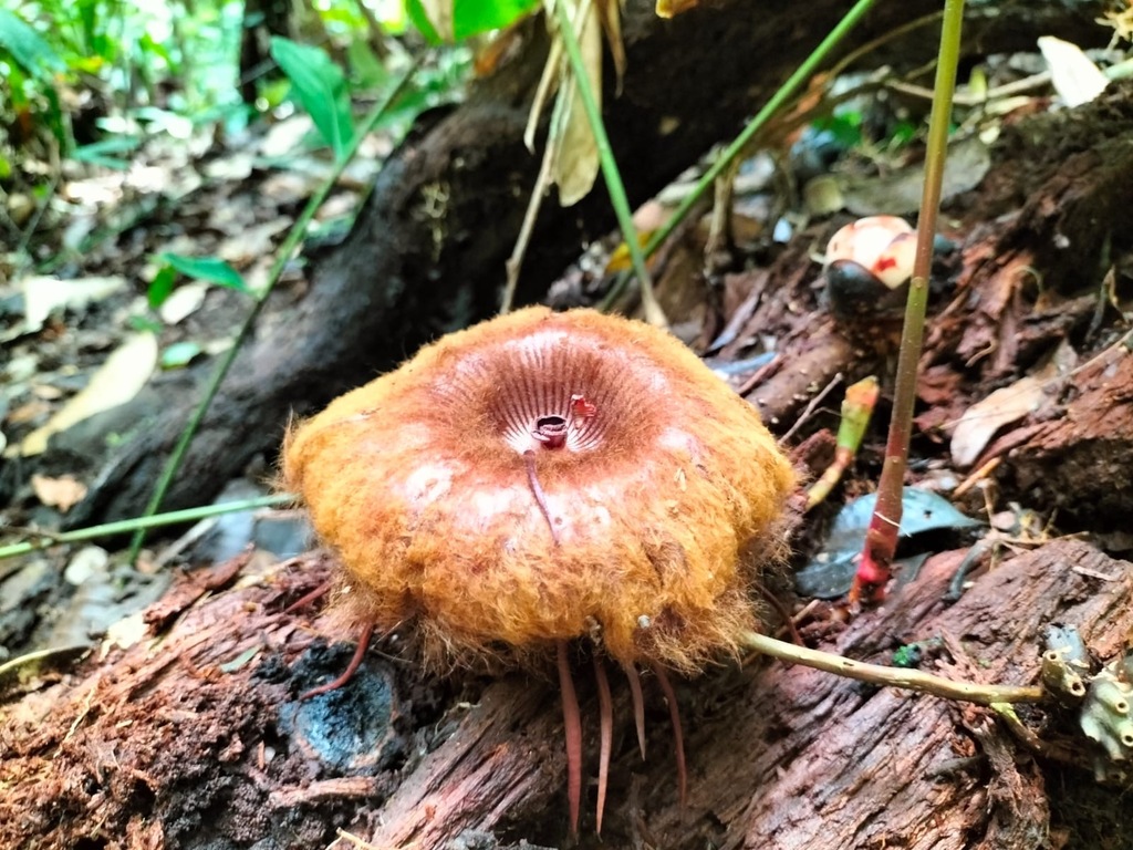 Rhizanthes infanticida (Rhizanthes infanticida)