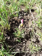 Oxalis bifurca bifurca