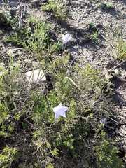 Wahlenbergia grandiflora