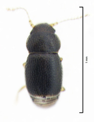Ptinella ferruginea