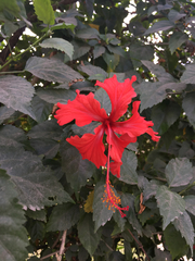 Hibiscus schizopetalus