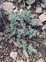 Indigofera burchellii