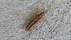 Thelyphassa lineata