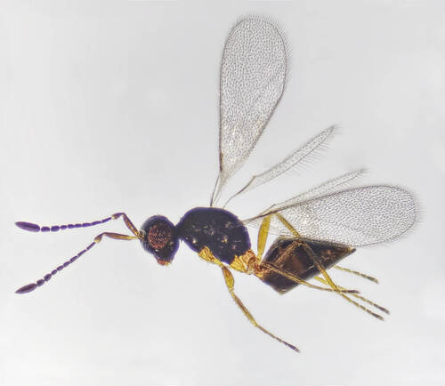 Ooctonus vulgatus