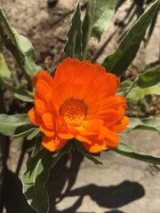 Calendula officinalis