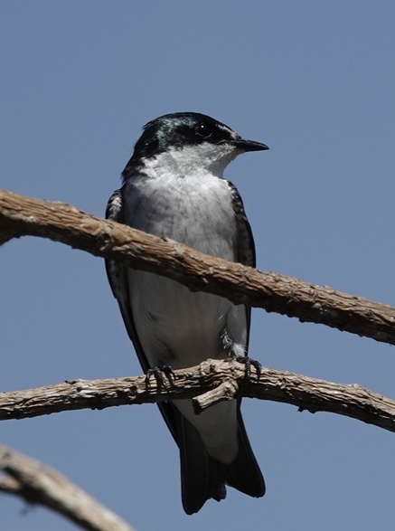 Mangrove Swallow (Tachycineta albilinea), photo 9