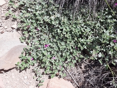 Indigastrum argyroides