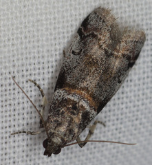 Acrobasis tricolorella