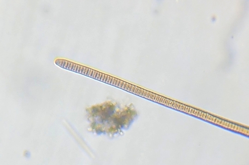 Oscillatoria margaritifera observed 2024-09-03