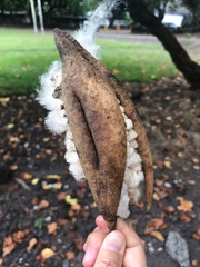 Ceiba speciosa