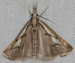 Agriphila biothanatalis