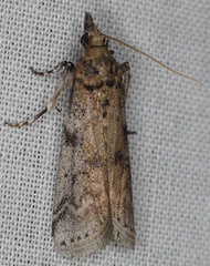 Amyelois transitella