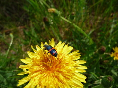 Trichodes ircutensis