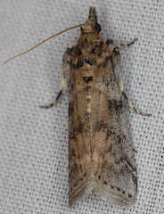 Amyelois transitella