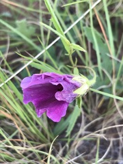 Hibiscus microcarpus