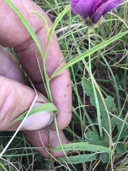 Hibiscus microcarpus