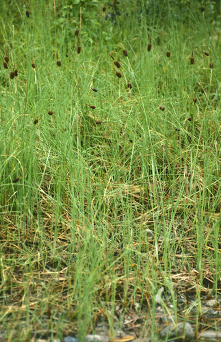 Typha minima, photograph 5