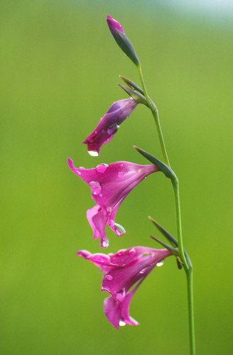Marsh Gladiolus (Gladiolus palustris)