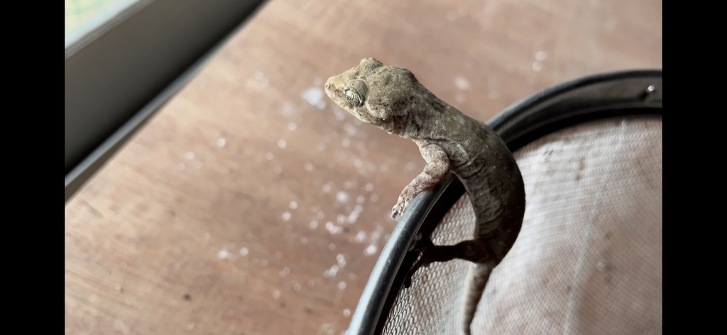 Japanese Giant Gecko in February 2026 by Gregory Mihaich. https://imgur ...