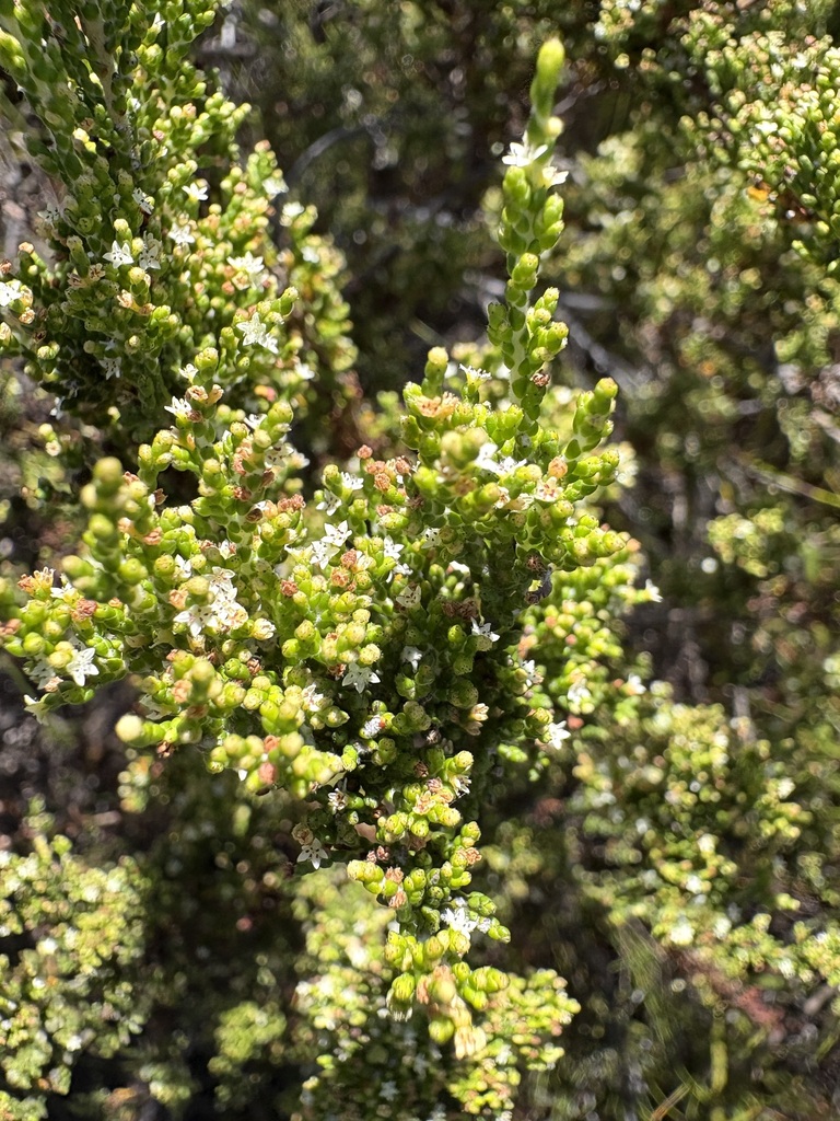 Brunia callunoides (Brunia callunoides)