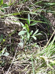 Indigofera cuneifolia cuneifolia