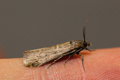 Isauria dilucidella