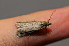 Isauria dilucidella
