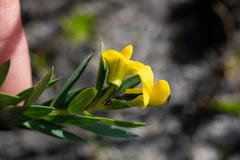 Liparia angustifolia