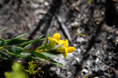 Liparia angustifolia