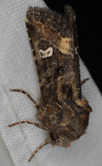 Lacinipolia stricta