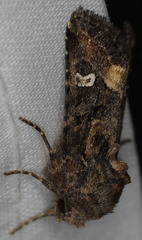 Lacinipolia stricta