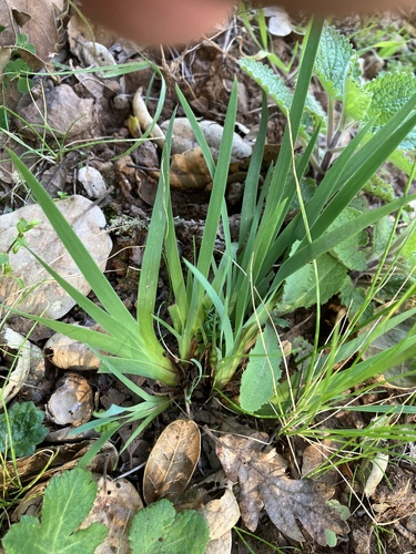 Blue-eyed Grass foliage