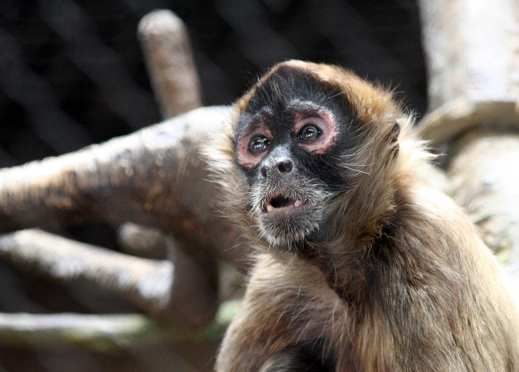 Macaco-aranha-de-Geoffroy (Ateles geoffroyi)