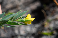 Liparia angustifolia