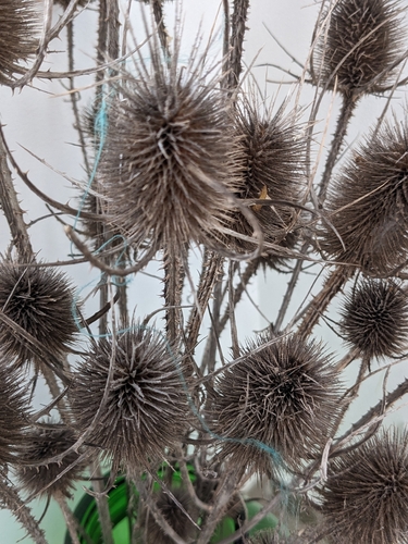 wild teasel