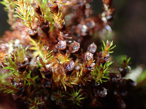 Small Hair Moss (Oligotrichum aligerum)