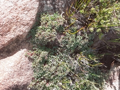 Indigofera magnifica